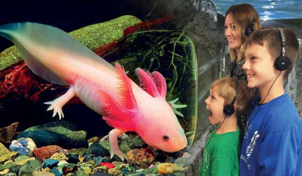 atrakcje w podwodny Świat